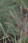 Heath sedge